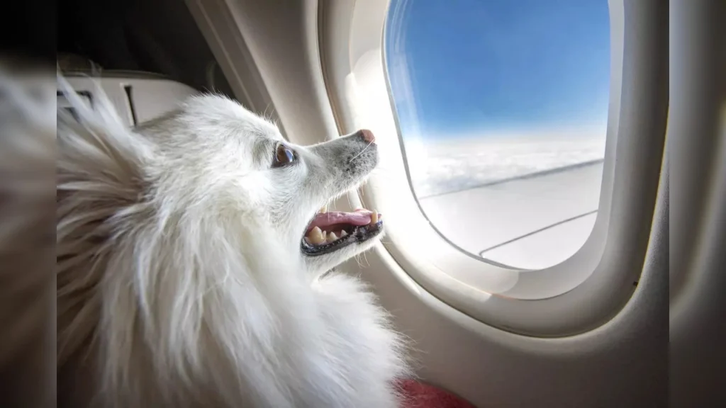 Delta Airlines Pet Policy