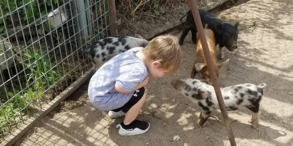 Duthch Creek farm animal park